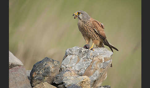 Turmfalke (Falco tinnunculus)