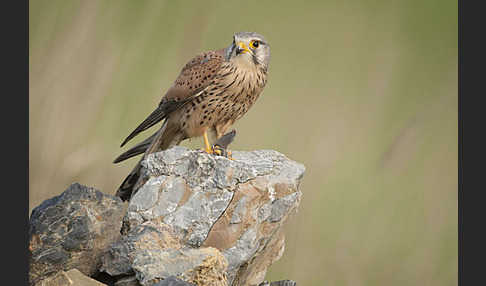 Turmfalke (Falco tinnunculus)