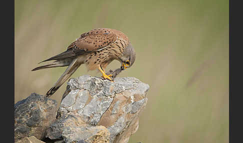 Turmfalke (Falco tinnunculus)