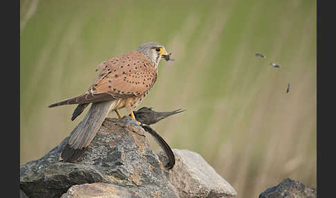 Turmfalke (Falco tinnunculus)