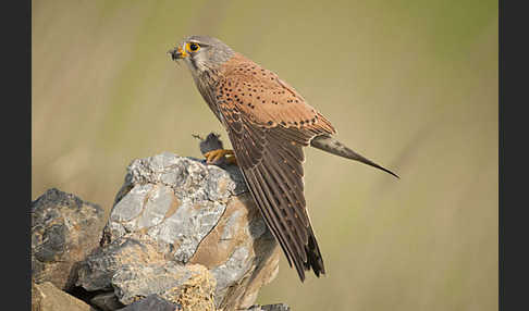 Turmfalke (Falco tinnunculus)