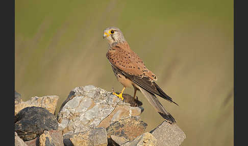 Turmfalke (Falco tinnunculus)