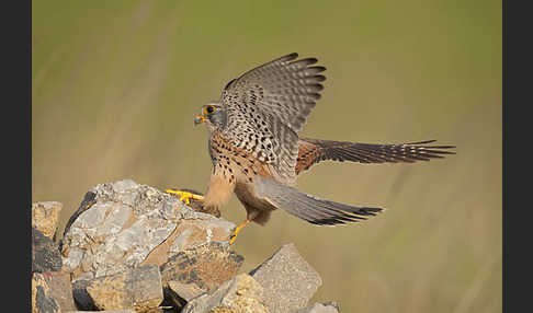 Turmfalke (Falco tinnunculus)