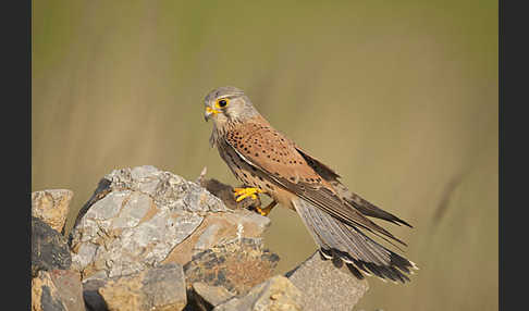 Turmfalke (Falco tinnunculus)