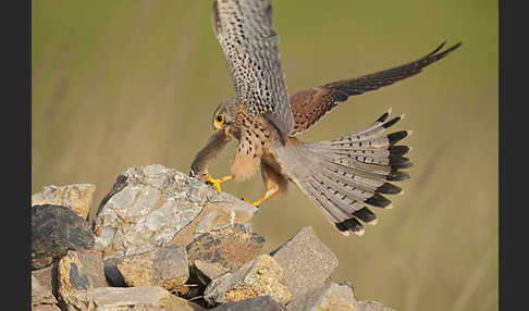 Turmfalke (Falco tinnunculus)