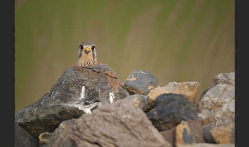 Turmfalke (Falco tinnunculus)