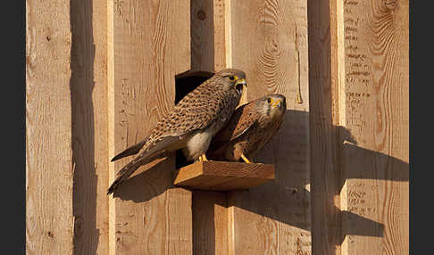 Turmfalke (Falco tinnunculus)