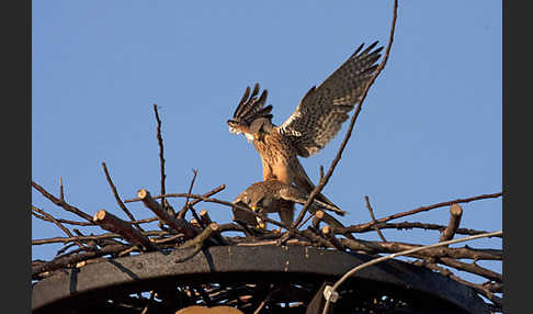 Turmfalke (Falco tinnunculus)