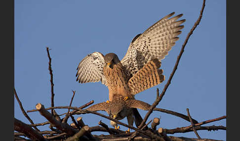 Turmfalke (Falco tinnunculus)