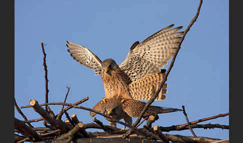 Turmfalke (Falco tinnunculus)