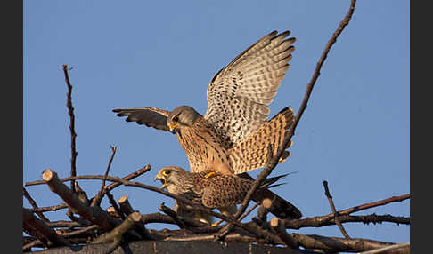 Turmfalke (Falco tinnunculus)