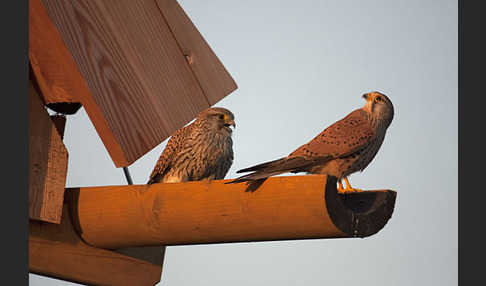 Turmfalke (Falco tinnunculus)