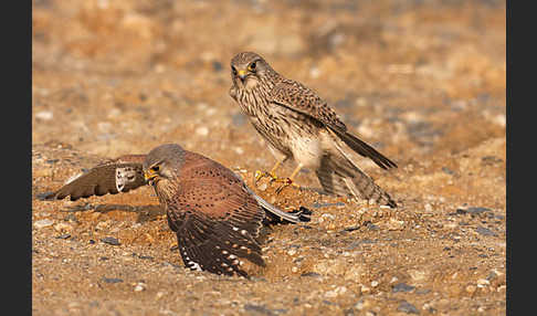 Turmfalke (Falco tinnunculus)