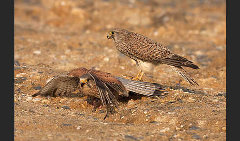 Turmfalke (Falco tinnunculus)