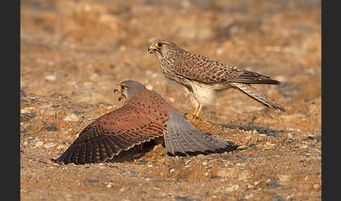 Turmfalke (Falco tinnunculus)