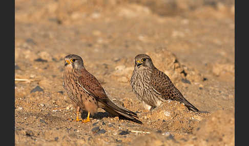 Turmfalke (Falco tinnunculus)