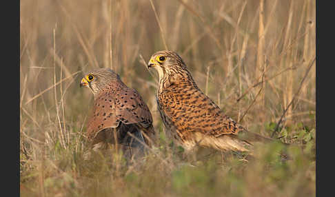 Turmfalke (Falco tinnunculus)