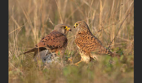 Turmfalke (Falco tinnunculus)