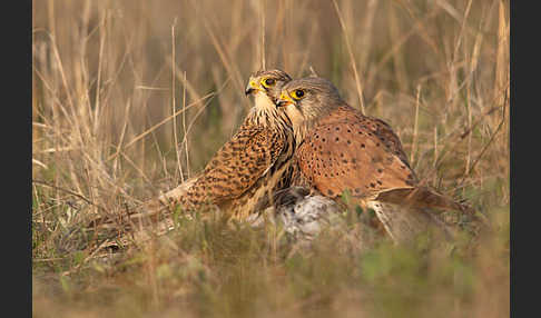 Turmfalke (Falco tinnunculus)