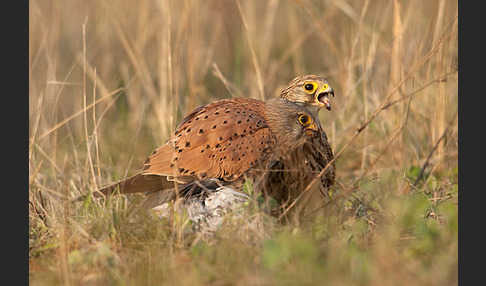 Turmfalke (Falco tinnunculus)