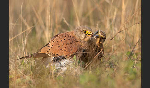 Turmfalke (Falco tinnunculus)