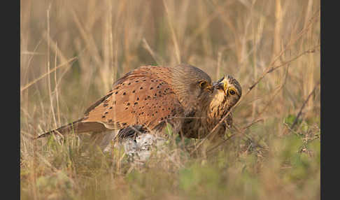 Turmfalke (Falco tinnunculus)