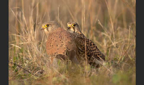 Turmfalke (Falco tinnunculus)