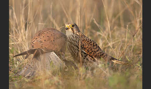 Turmfalke (Falco tinnunculus)