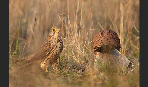 Turmfalke (Falco tinnunculus)