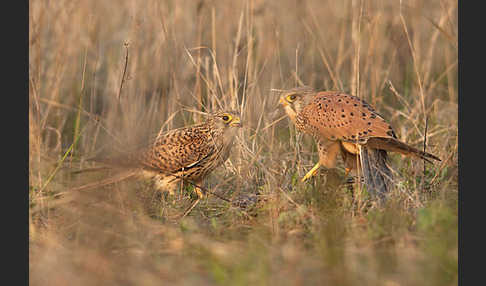 Turmfalke (Falco tinnunculus)