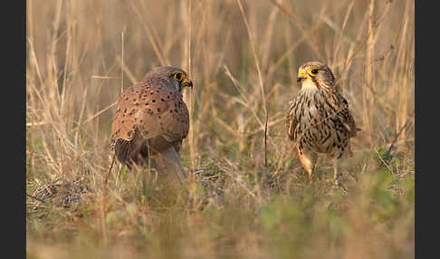 Turmfalke (Falco tinnunculus)