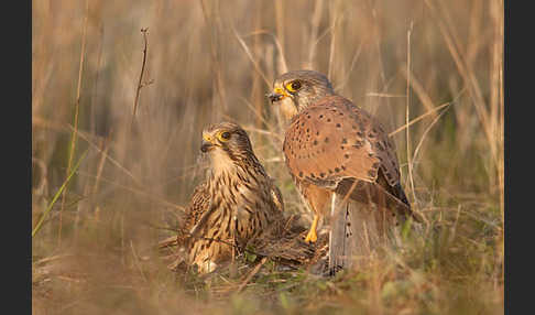 Turmfalke (Falco tinnunculus)