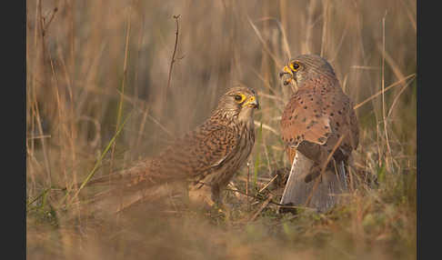 Turmfalke (Falco tinnunculus)