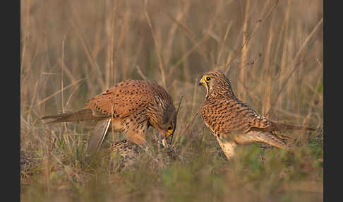 Turmfalke (Falco tinnunculus)