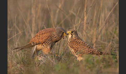 Turmfalke (Falco tinnunculus)