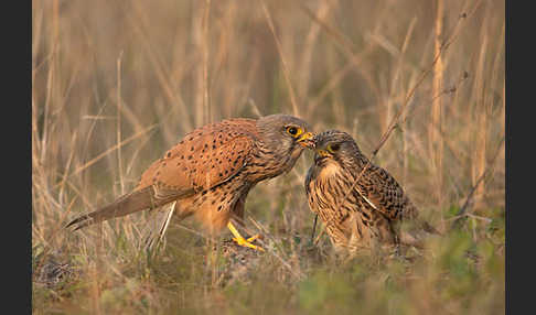 Turmfalke (Falco tinnunculus)