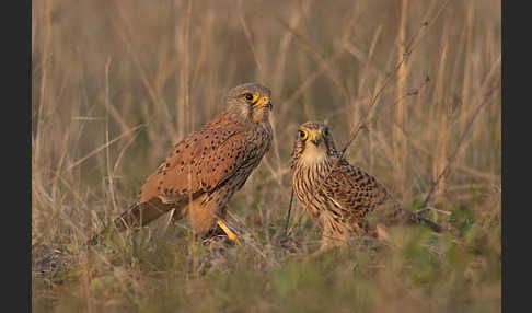 Turmfalke (Falco tinnunculus)