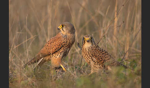 Turmfalke (Falco tinnunculus)