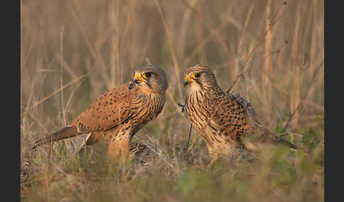 Turmfalke (Falco tinnunculus)