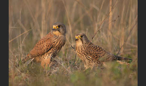 Turmfalke (Falco tinnunculus)