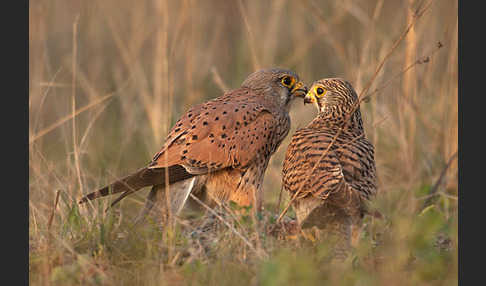 Turmfalke (Falco tinnunculus)