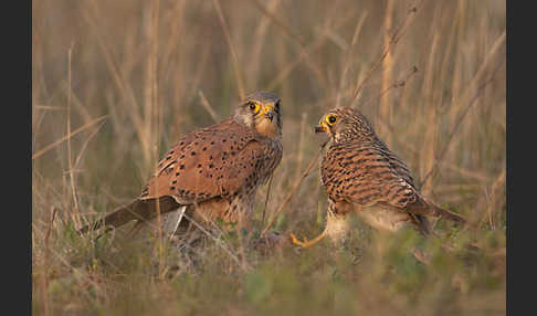 Turmfalke (Falco tinnunculus)