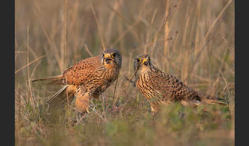 Turmfalke (Falco tinnunculus)