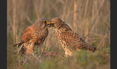 Turmfalke (Falco tinnunculus)