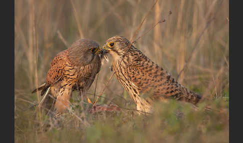 Turmfalke (Falco tinnunculus)