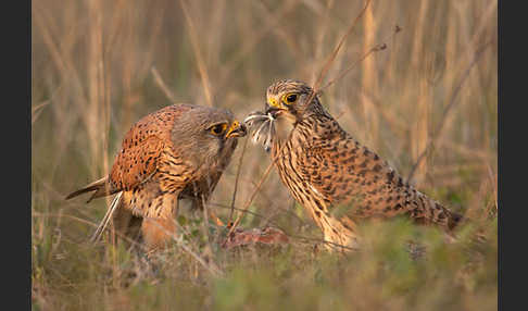 Turmfalke (Falco tinnunculus)