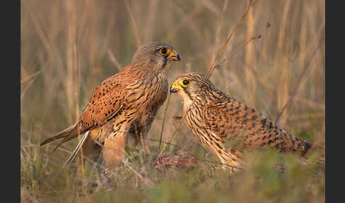 Turmfalke (Falco tinnunculus)