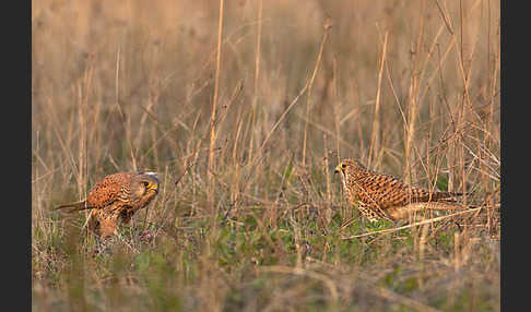 Turmfalke (Falco tinnunculus)