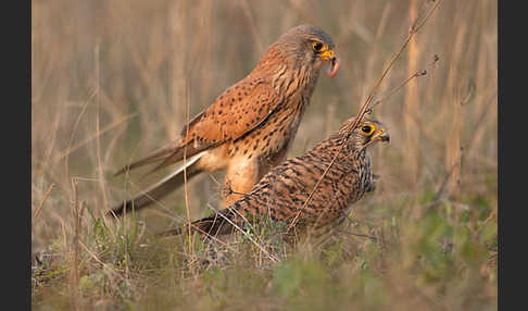 Turmfalke (Falco tinnunculus)