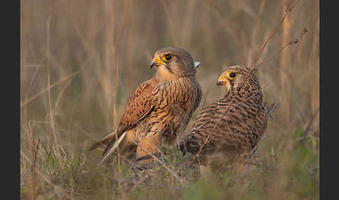 Turmfalke (Falco tinnunculus)